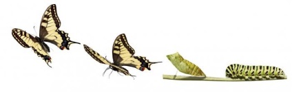 Чари в природі як відбувається розвиток метелики