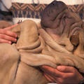 Виховання собаки породи шарпей