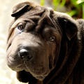 Ridicând un câine Shar Pei