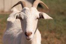 Східний гороскоп на 2015 рік коза