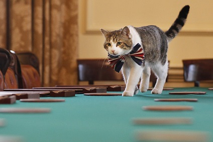 A nyugdíjas macska Larry kirúgták a székhelye a brit miniszterelnök, pletyka