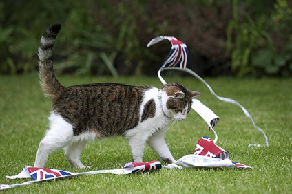 În demisia pisicii, Larry a fost concediat din reședința premierului britanic, o bârfă