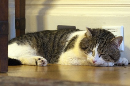 У відставку кота Ларрі звільнили з резиденції британського прем'єра, пліткар