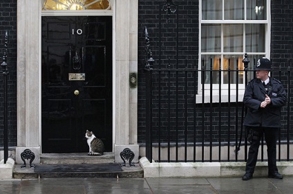 A nyugdíjas macska Larry kirúgták a székhelye a brit miniszterelnök, pletyka