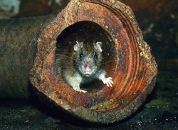 Mind a patkányok, a tudományos és a népszerű portál - valami