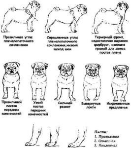 Caracteristicile rasei de pug, craniul, speciile, greutatea, dimensiunea