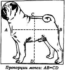 Caracteristicile rasei de pug, craniul, speciile, greutatea, dimensiunea