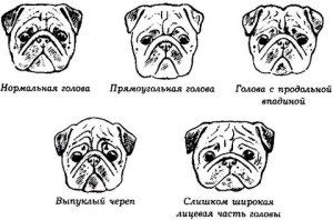 Caracteristicile rasei de pug, craniul, speciile, greutatea, dimensiunea
