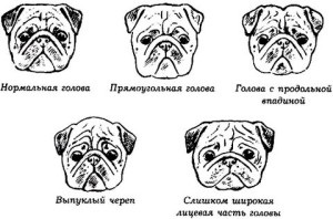 Характеристика породи мопс череп, види, вага, розмір