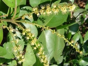 Kharitaki, terminalul hebulei, balanța globală (terminalia chebula)