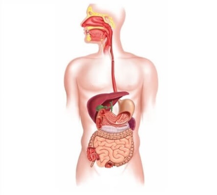 Chimioterapia pentru cancerul gastric - tratament, etape, supraviețuire