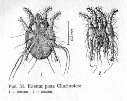 Chorioptoza animalelor