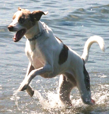 Хронічний панкреатит собаки, як наслідок інтоксикації морською водою, ветпрактики