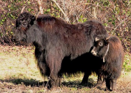 Yak este un animal care trăiește în munți