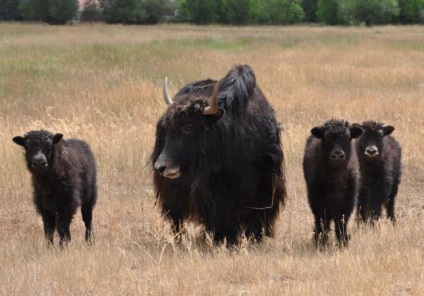 Yak este un animal care trăiește în munți