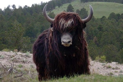 Yak este un animal care trăiește în munți