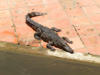 Yang-bai - cascade, un monument pentru pisici și crocodili de hrănire