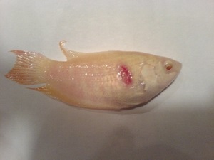 Виразки на тілі риби симптоми, лікування і профілактика
