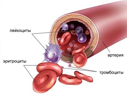 Boli ale sângelui, hematologie, simptome și tratament