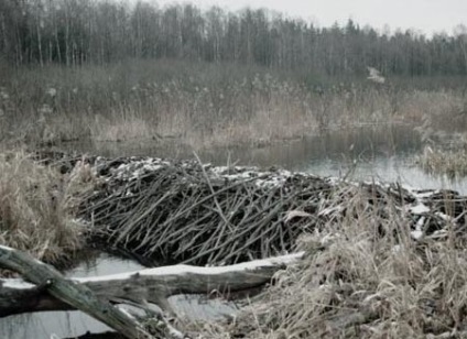 De ce boboci construiesc baraje, răspunsurile la întrebarea de ce