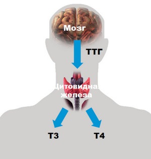 За що відповідає гормон ТТГ (тиреотропний)