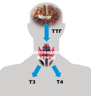 Ő felelős azért, amit a hormon TSH (pajzsmirigy)