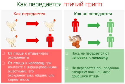 Зараження пташиним грипом симптоми, шляхи зараження та лікування вірусної інфекції типу а (підтип h5 і