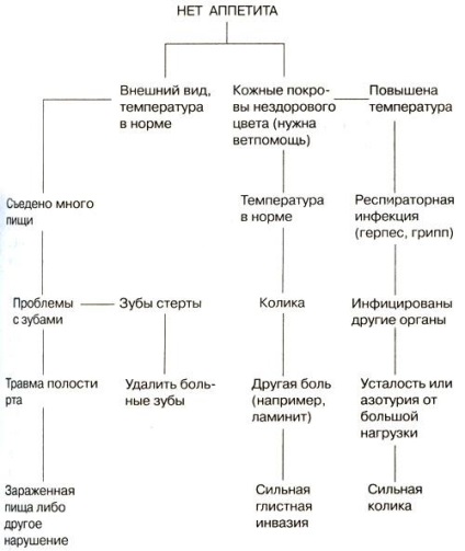 Un cal sănătos înainte de a evalua dacă calul este sănătos, ar trebui să știți ce este