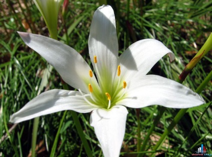 Zephyranthes - descriere, specie, îngrijire, greenhome