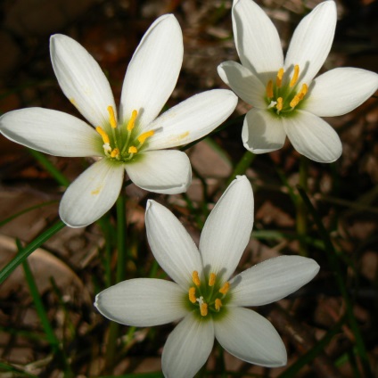 Zephyranthes - leírása, típusú ellátás, greenhome (aktellik liter víz) Zephyranthes - leírás, a különböző ellátási formák, Greenhome
