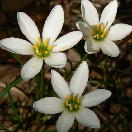 Zephyranthes - descriere, specie, îngrijire, greenhome