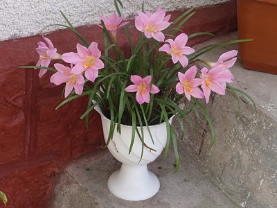 Zephyranthes - descriere, specie, îngrijire, greenhome