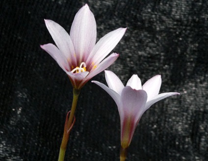 Zephyranthes - descriere, specie, îngrijire, greenhome