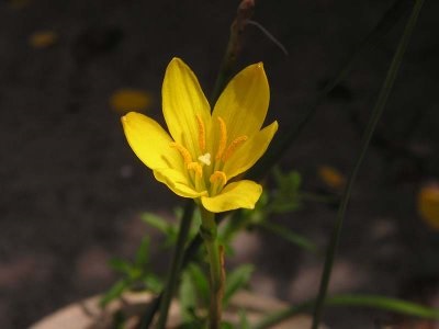 Zephyranthes - descriere, specie, îngrijire, greenhome