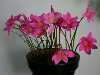 Zephyranthes - descriere, specie, îngrijire, greenhome