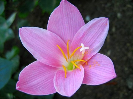 Zephyranthes - descriere, specie, îngrijire, greenhome