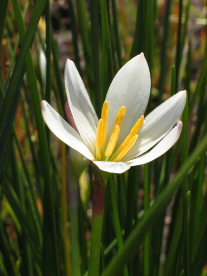 Zephyranthes - leírás, a különböző ellátási formák, greenhome (greenhome) Zephyranthes - leírás, a különböző ellátási formák, Greenhome