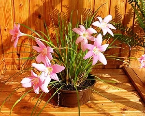 Zephyranthes - descriere, specie, îngrijire, greenhome