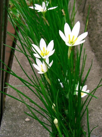 Zephyranthes - descriere, specie, îngrijire, greenhome