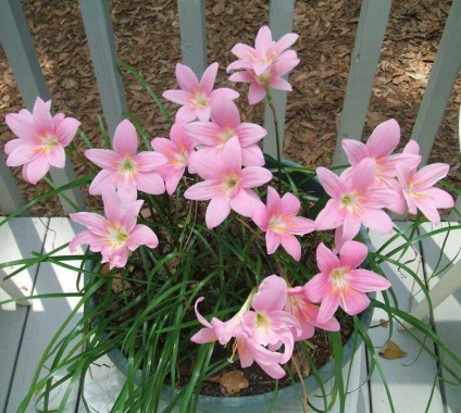 Zephyranthes - descriere, specie, îngrijire, greenhome