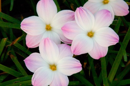 Zephyranthes - descriere, specie, îngrijire, greenhome