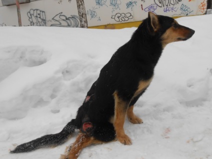 Жителі Ухти підірвали в пащі собаки петарди (фото) - жорстоке поводження з собаками - підірвали пащу