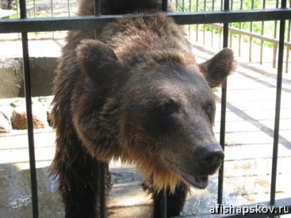 Зооград в пушкінських горах - ціни, режим роботи і фото звірів, афіша Пскова