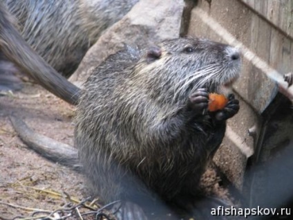 Zoograde din Munții Puskin - prețurile, modul de operare și fotografiile animalelor, un poster din Pskov