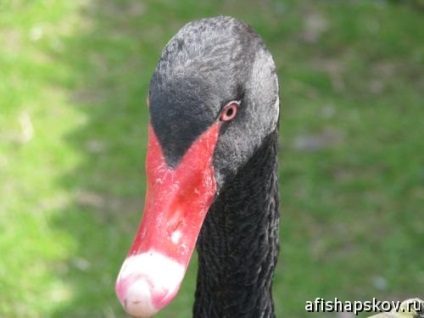 Zoograd Puskin-hegység - árak, mód és fotó vadállatok plakát Pszkov