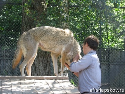 Zoograde din Munții Puskin - prețurile, modul de operare și fotografiile animalelor, un poster din Pskov