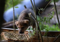 Звірству - немає як в Підмосков'ї вирішують проблему бродячих собак - акценти - репортажі та аналітика