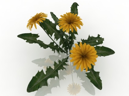 Modele 3D de flori
