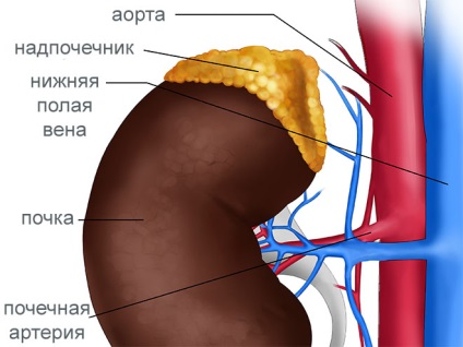 Adenom adrenal la femei cum să recunoască și să vindece boala