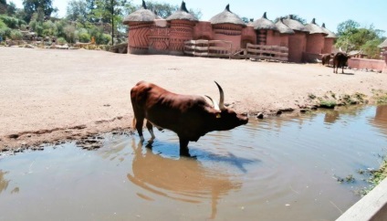 Vacă africană Watussi, lumea animalelor și plantelor